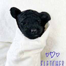 Fletcher - Phantom male Goldendoodle puppy in Warrensburg, Missouri from Supreme Doodles