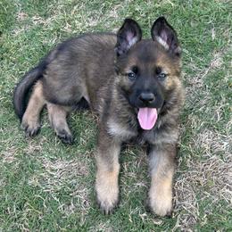 Jax - Sable male German Shepherd puppy in Pelzer, South Carolina from Lisa's Canines