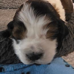Sergio -Black tipped sable - Black and white male English Springer Spaniel puppy in Waynesburg, Ohio from Rebels Ridgeview Acres
