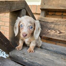Banner - Fawn (isabella) and tan male Dachshund puppy in Lubbock, Texas from West Texas Dachshunds LLC
