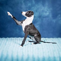 Italian Greyhound Puppies from Divine Italian Greyhounds