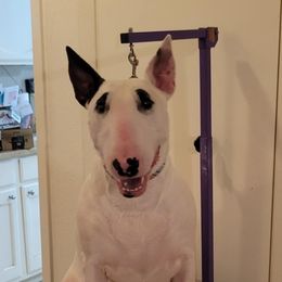 Dora - Bull Terrier