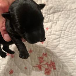 Tilly - Black female Scottish Terrier puppy in Archbold, Ohio from Mehring’s Scotty’s