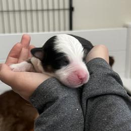 Crwth (krooth) - Black tri-color male Australian Shepherd puppy in Bennett, Colorado from Alolan Angel Aussies