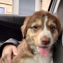 Belle - Miniature Australian Shepherd puppy in Amarillo, Texas from Luna’s Mini Aussies