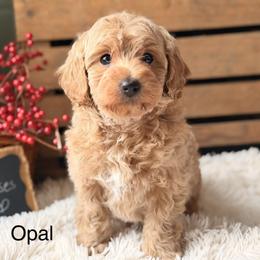 Opal - Apricot female Goldendoodle puppy in Oxford, Pennsylvania from FriendlyPals