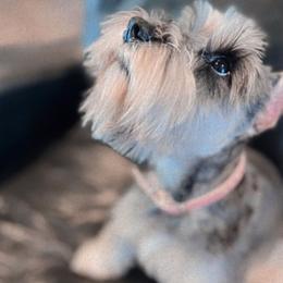Luna - Miniature Schnauzer