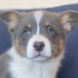 AKC health tested clear Bluie - Blue Pembroke Welsh Corgi puppy in Woodland, Washington from MB Acres Corgis