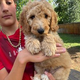 Malfoy - Apricot male Goldendoodle puppy in Golden, Colorado from Golden Mesa Doodles