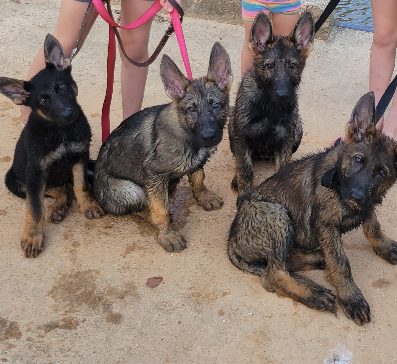 German Shepherds from Bayou Valley Shepherds