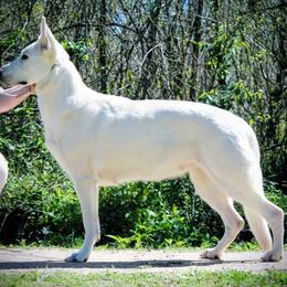 Siren - German Shepherd