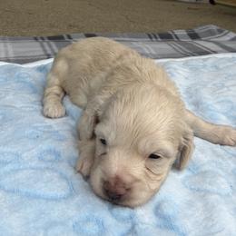 Peanut - Cream male Dachshund puppy in Alexandria, Kentucky from Turner's Bluegrass Wiener's