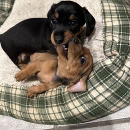 Dachshund Puppies from Little Weiner Ranch