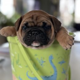 French Bulldog Puppies from Frontier Frenchies, LLC