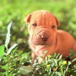 Dill Pickle - Brown sable male Chinese Shar-Pei puppy in Lehigh Acres, Florida from Florida Wrinkles