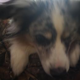 Romeo - Miniature Australian Shepherd