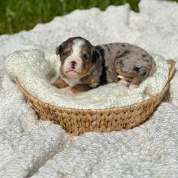 Violet - Merle female Bernedoodle puppy in Bremen, Indiana from Farmland Doodles