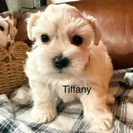 Tiffany - Wheaten female Miniature Schnauzer puppy in Byron, Georgia from Smilee Schnauzers