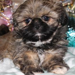 Shih Tzu Puppies from Sugar and spice shih Tzu