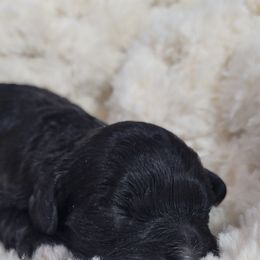 Aussiedoodle, Cavapoo, and Poodle Puppies from B&M Cottonwood Canines