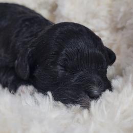 Aussiedoodle, Cavapoo, and Poodle Puppies from B&M Cottonwood Canines