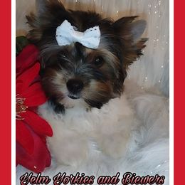 GeeGee - Black tan and white Biewer Terrier puppy in Yelm, Washington from Yelm Biewers