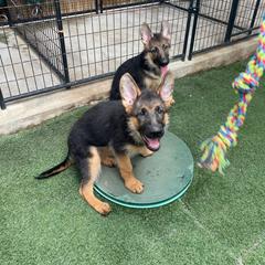 German Shepherd Puppies from North Shore Shepherds