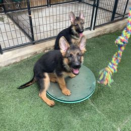 German Shepherd Puppies from North Shore Shepherds