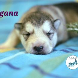 Morgan - Gray and white female Alaskan Malamute puppy in Kingston, Tennessee from North Shore Alaskan Malamutes