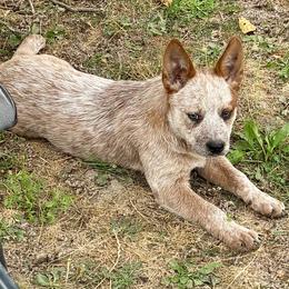 L64-05 - Red speckled male Australian Cattle Dog puppy in Sheridan, Oregon from 6pk Cattledogs