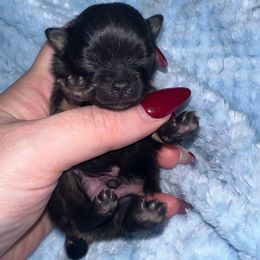 Ares - Black and tan male Pomeranian puppy in Waterloo, Indiana from Garcias Pomeranian