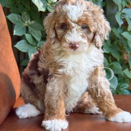 Basalt - Chocolate merle male Bernedoodle puppy in Tulsa, Oklahoma from The Poodle Co. Raising Doodles & Poodles