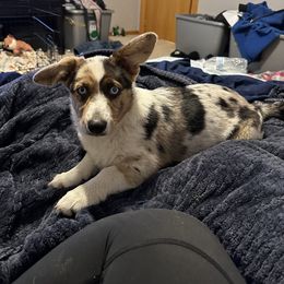 American Corgi, Cardigan Welsh Corgi, and Pembroke Welsh Corgi Puppies from Enok Corgis