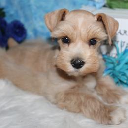 Swade - Wheaten male Miniature Schnauzer puppy in Gary, Texas from Beards Little Schnauzers