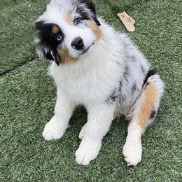 Miniature American Shepherd Puppies from Abington Miniature American Shepherds