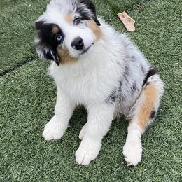 Miniature American Shepherd Puppies from Abington Miniature American Shepherds