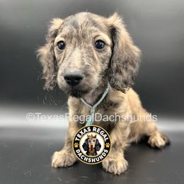 Luke - 3000 - Cream male Dachshund puppy in Houston, Texas from Texas Regal Dachshunds LLC