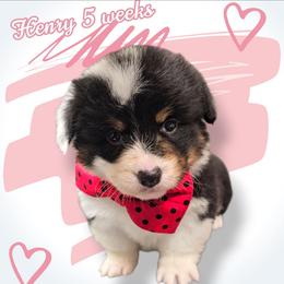 Henry - Black and white male American Corgi puppy in Mansfield, Ohio from Moonrise corgis