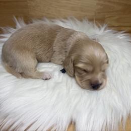 Kringle - Cream male Dachshund puppy in Rockwell, North Carolina from Lucy’s Mini Doxies