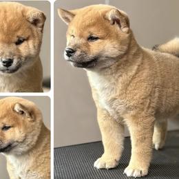 Local Guardian Home Only - Red male Shiba Inu puppy in Cincinnati, Ohio from Timberwood Paws