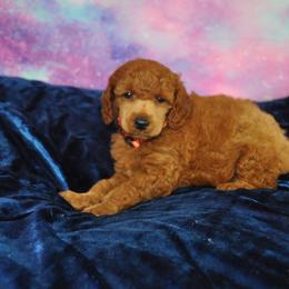 Poodle Puppies from Moyen Majestic Embrace