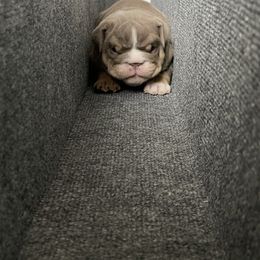 Bulldog Puppies from Bougie Bullies & Birds LLC