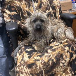 Benson - Cairn Terrier