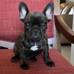 French Bulldog Puppies from Love Bundles