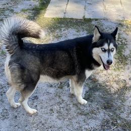 Athena - Siberian Husky