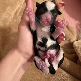 Pepe le pew - Black and white male Chinese Crested puppy in Fort Myers Beach, Florida from Posh Poodles & Chinese Cresteds