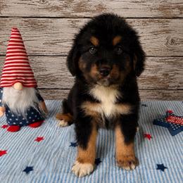 Gunner - Black tri-color male Australian Shepherd puppy in Harrah, Oklahoma from Kamm's Aussies