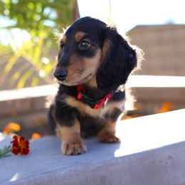 Dachshund Puppies from DreamHaven Kennel