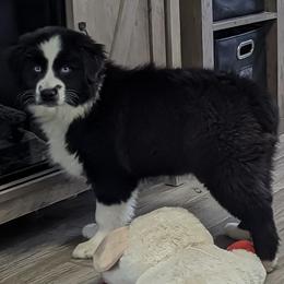 Australian Shepherd and Pomeranian Puppies from Sandy Aussie's