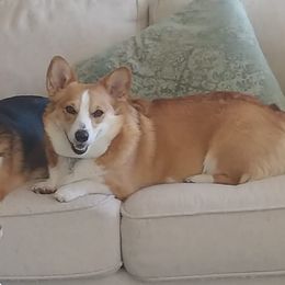 Maggie - Pembroke Welsh Corgi